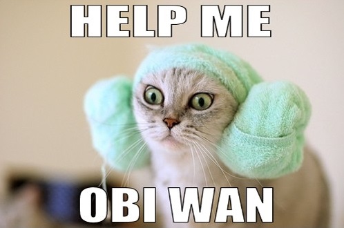 Expert SQL Server - Mode de secours SQL Server (DAC) - SQL Server  - funny-princess-leah-cat-help-me-obi-wan-pics1