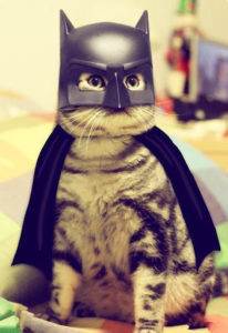 Expert SQL Server - Etude des contextes en DAX (2/4) : Contexte de filtre - BI & Big Data  - cat-batman-halloween-costume-206x300